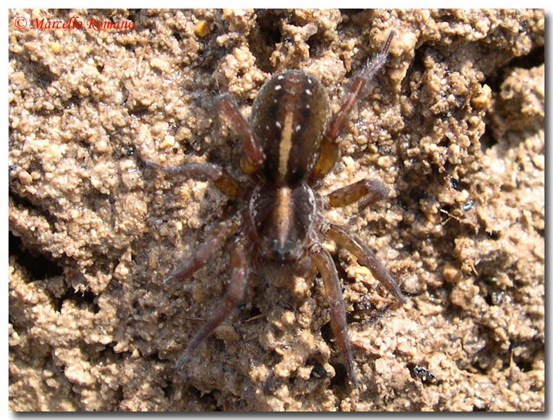Due Lycosidae fotografati ieri a Capo Feto (TP)
